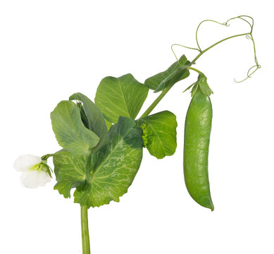 pea stem with flower and green pod