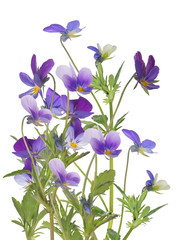 Fototapeta na wymiar group of pansy blue isolated flowers