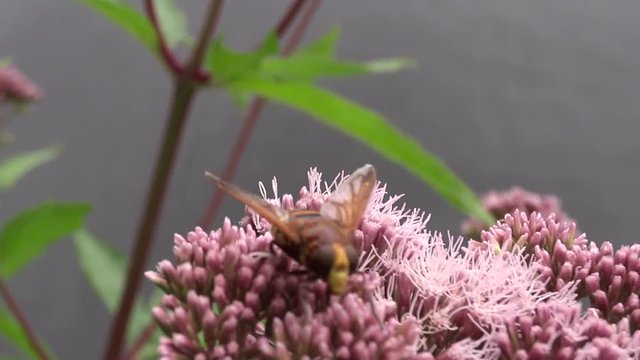 Volucelle butinant une fleur.
