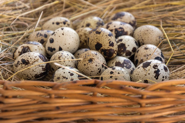 Obraz premium Quail eggs in the basket