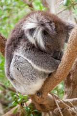Sleeping Koala