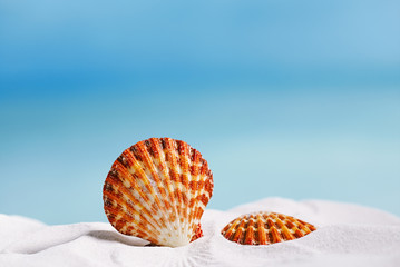 tropical seashell sea shell with ocean , beach and seascape