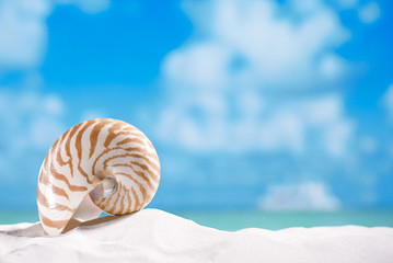 nautilus shell  on white  beach sand and blue seascape background