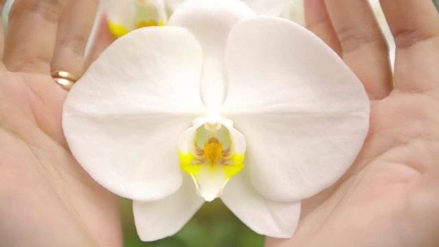 woman covering a white orchid in her hand gently