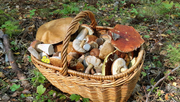 Basket with edible mushrooms