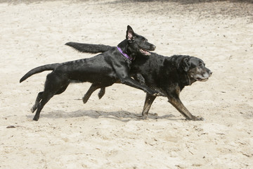 Two black dog playing
