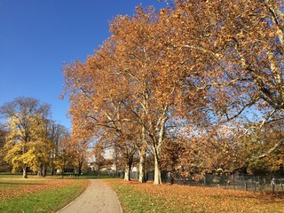 Naklejka premium Herbst Baum am Weg im Park