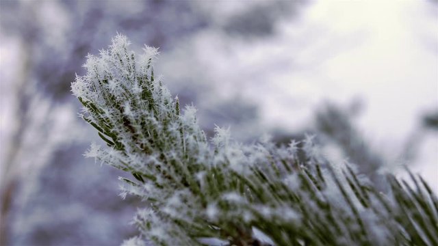 Winter in Sweden, Scandinavia. Scots pine needles with snowflakes on them.