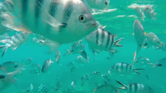 Shoal of tropical fish, Banded butterflyfish, with water surface in background, Indian ocean, Mauritius