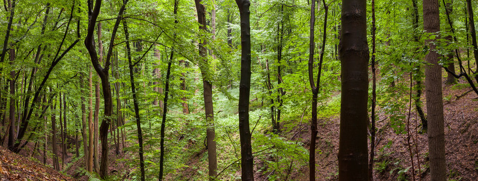 Wald Panorama