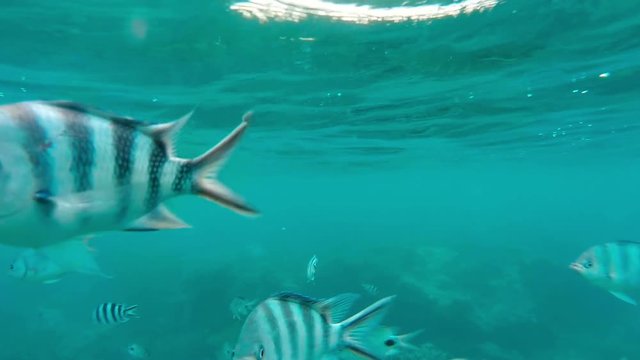 Shoal of tropical fish, Banded butterflyfish, with water surface in background, Indian ocean, Mauritius