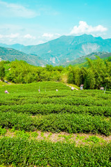 Fototapeta na wymiar Asia culture concept image - Farmers pick up fresh organic tea bud & leaves in plantation, the famous Oolong tea area in Ali mountain, Taiwan