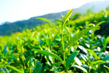 Fototapeta premium Asia culture concept image - Fresh organic tea bud & leaves plantation, the famous Oolong tea area in Alishan mountain with blue sky, Taiwan