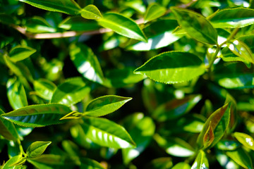 Asia culture concept image - Top view of Fresh organic tea bud & leaves plantation, the famous Oolong tea area in Alishan mountain, Taiwan