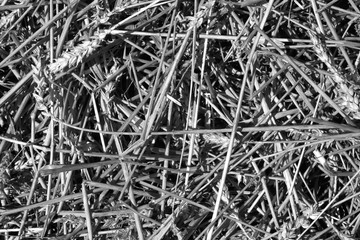 Wheat straw pile texture in black and white