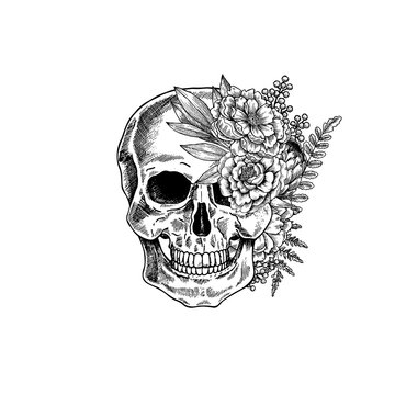 Vintage botanical skull illustration. Human skeleton. Vector illustration