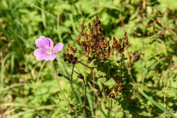 Pink flower