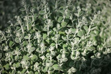Slender stems of an ornamental plant with round leaves