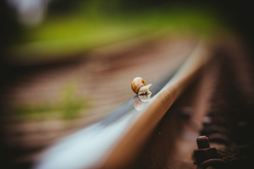Snail traveling slowly on the rails 