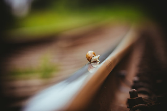 Snail traveling slowly on the rails 