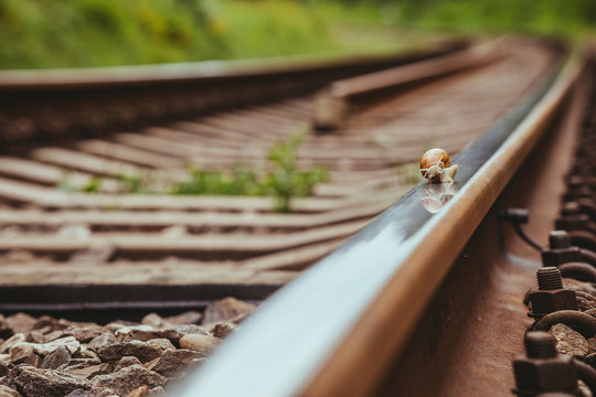 Snail traveling slowly on the rails 