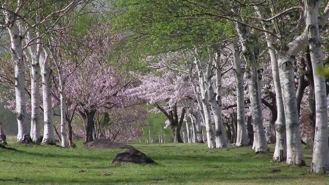 白樺と桜・猪苗代町（動画）