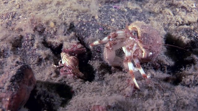 Big dad and little baby cancer hermit crab underwater on seabed of White Sea. Unique dramaturgy pic macro video close up. Predators of marine life on background of pure clear clean water stones.