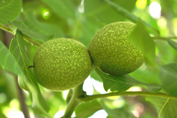 Closeup of green walnuts on a tree