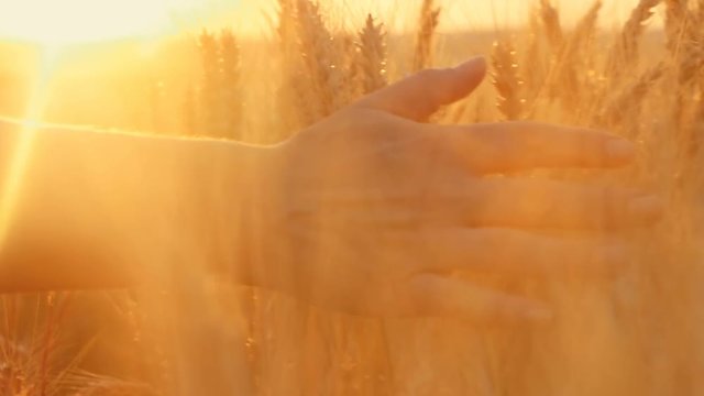 The hand of a woman passing through a field of wheat at sunset, touching the ears of wheat
