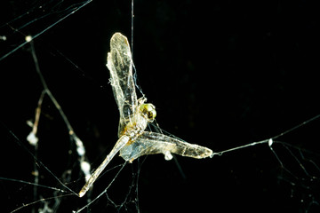 dragonfly in spider web