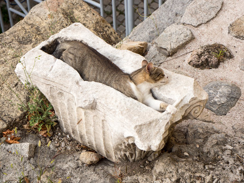 Sleeping cat on ancient ruins