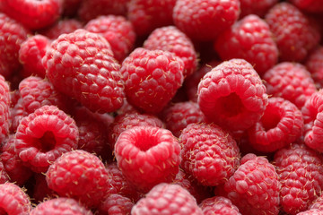 Fresh and sweet raspberries background. Selective focus