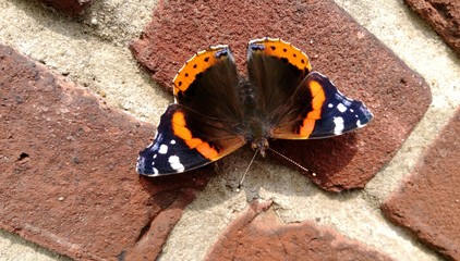 The red admiral butterfly