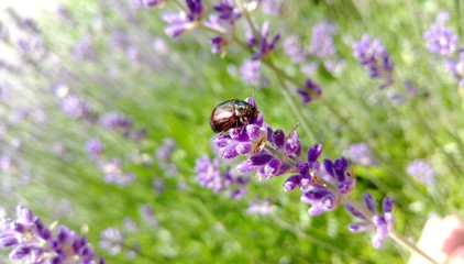 Chrysolina Americana on Lavender