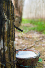 Obraz premium Milky latex extracted from rubber tree Hevea Brasiliensis as a source of natural rubber