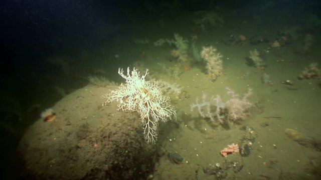 Gorgonian and white fluffy soft coral underwater on seabed of White Sea. Unique video close up. Flowers of marine life in clean clear pure and transparent water in search of food.