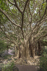 árbol ficus socotrana , el árbol de la vida