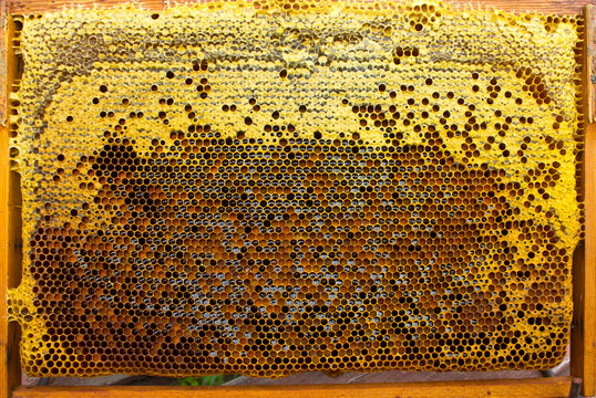Pollen, nectar and honey in combs