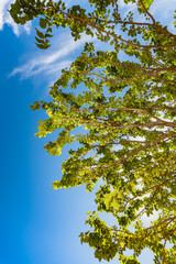 Tree branch against blue summer air