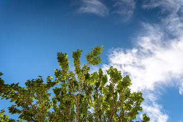 Tree branch against blue summer air