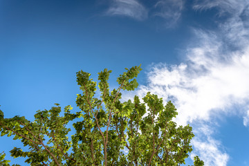 Tree branch against blue summer air
