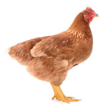Brown hen isolated.
