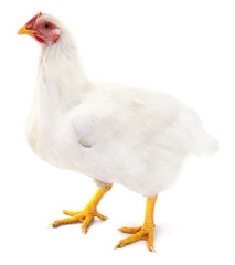 White hen isolated.