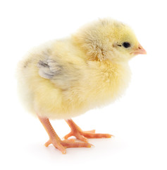 Small yellow chicken.