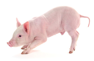 Pig on white.