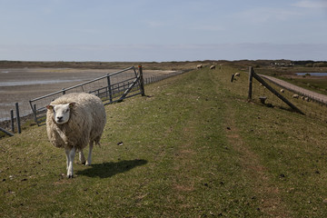 Sheep in a meadow on the island of Texel in The Netherlands