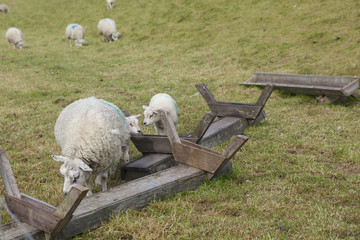 Sheep in a meadow on the island of Texel in The Netherlands