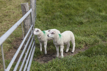 Sheep in a meadow on the island of Texel in The Netherlands