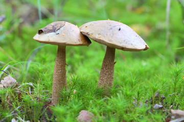 Leccinum. Boletus among the green moss in Siberia