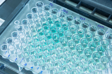 Close - up 96 well plates on lab table with Blue liquid samples